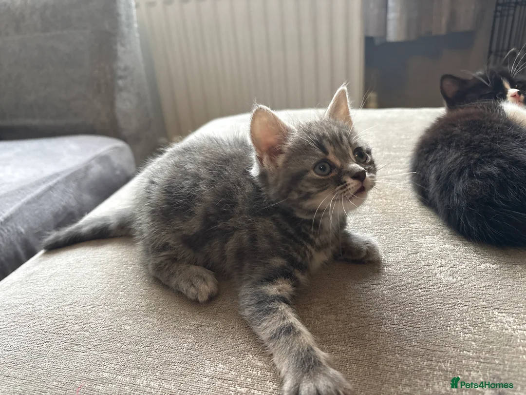 Mixed Breed cats for sale: Maine coon X kittens - Advert 2