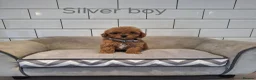Cavapoochon dogs for sale: 💖 Gorgeous Cavapoochons 💖 - Advert 9