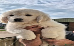 Golden Retriever dogs for sale: Golden Retreiver Puppies  - Image 6