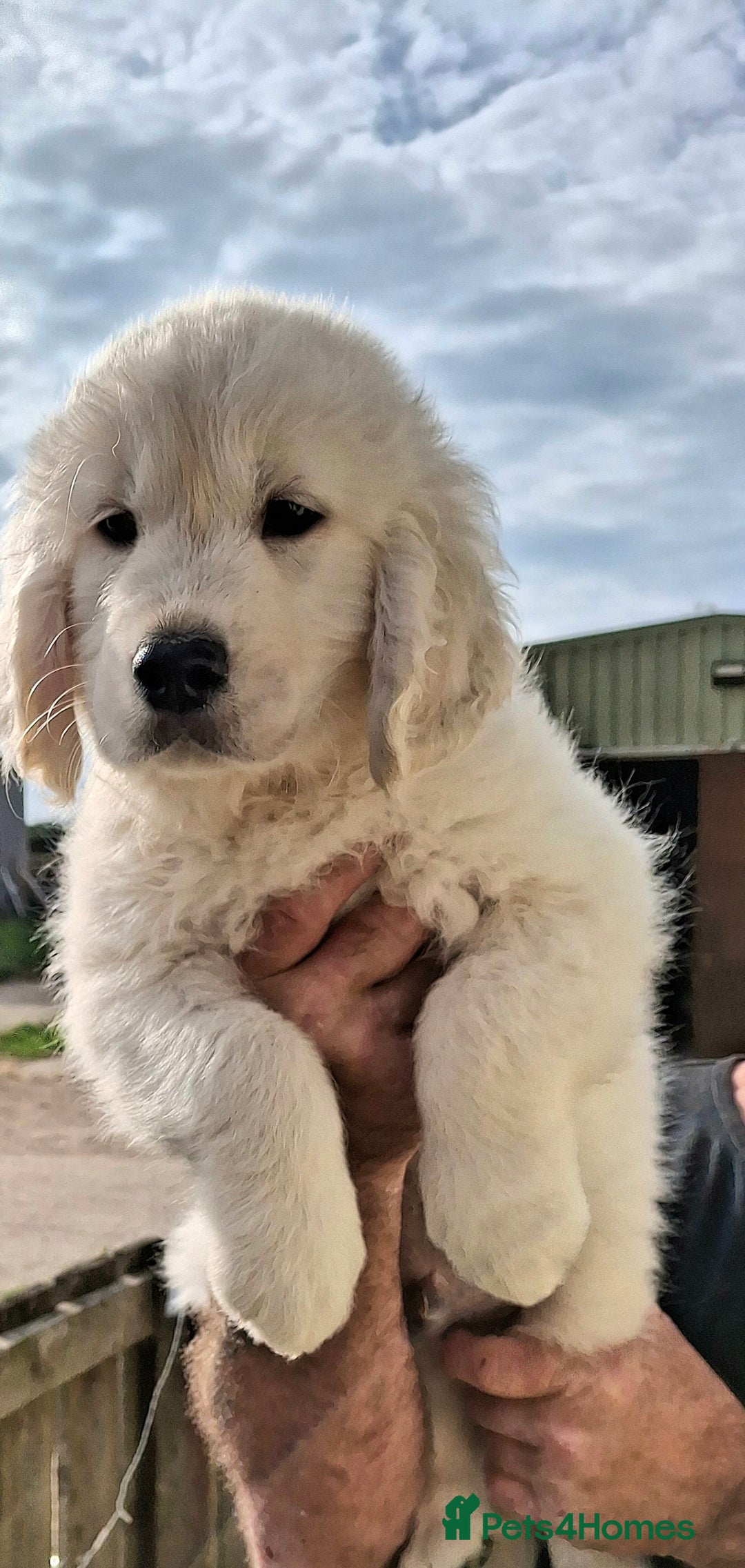 Golden Retriever dogs for sale: Golden Retreiver Puppies  - Image 6