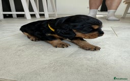 Cocker Spaniel dogs for sale: ****only 2 left****Stunning cocker puppies - Image 17