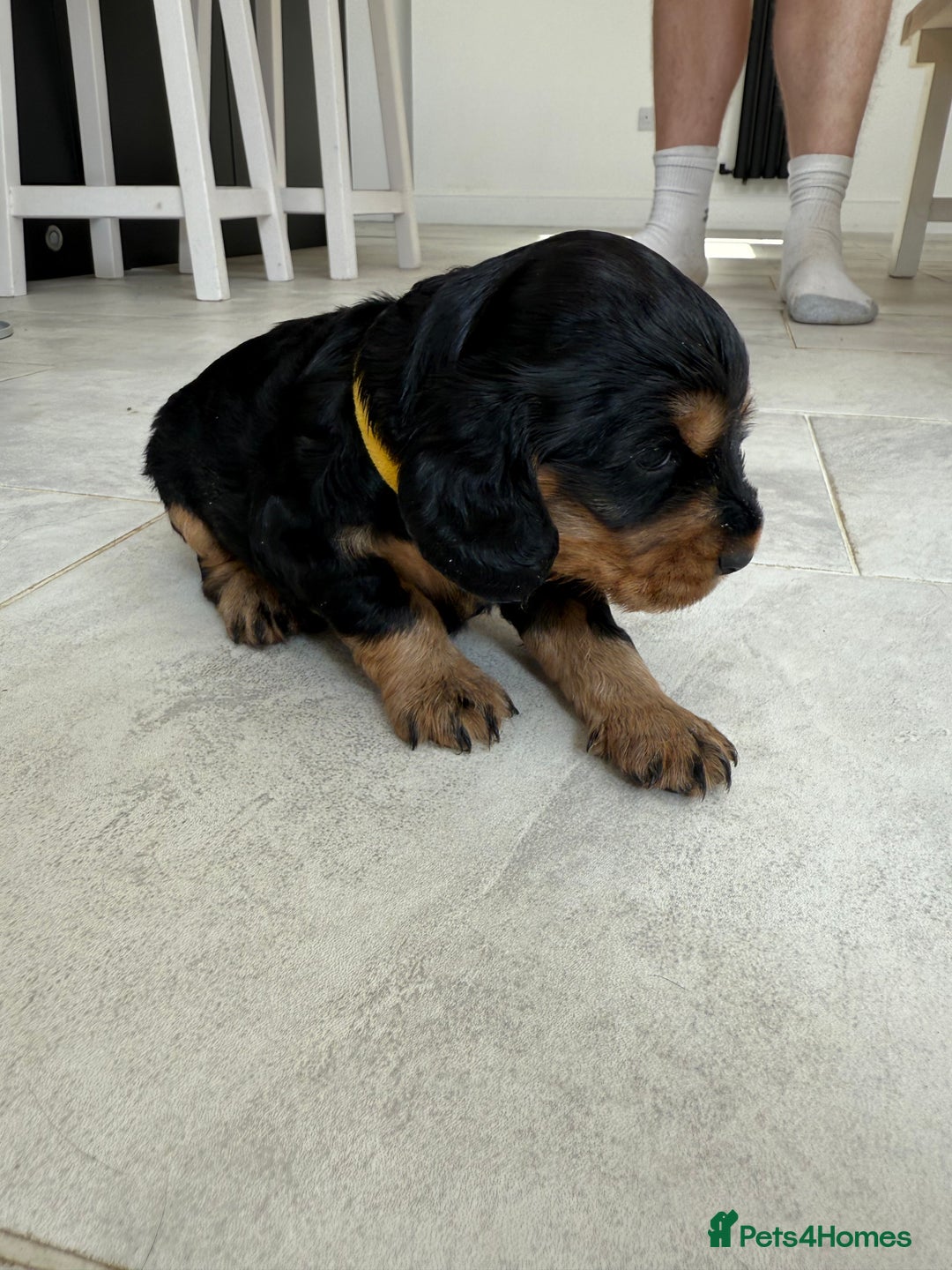 Cocker Spaniel dogs for sale: ****only 2 left****Stunning cocker puppies - Image 17