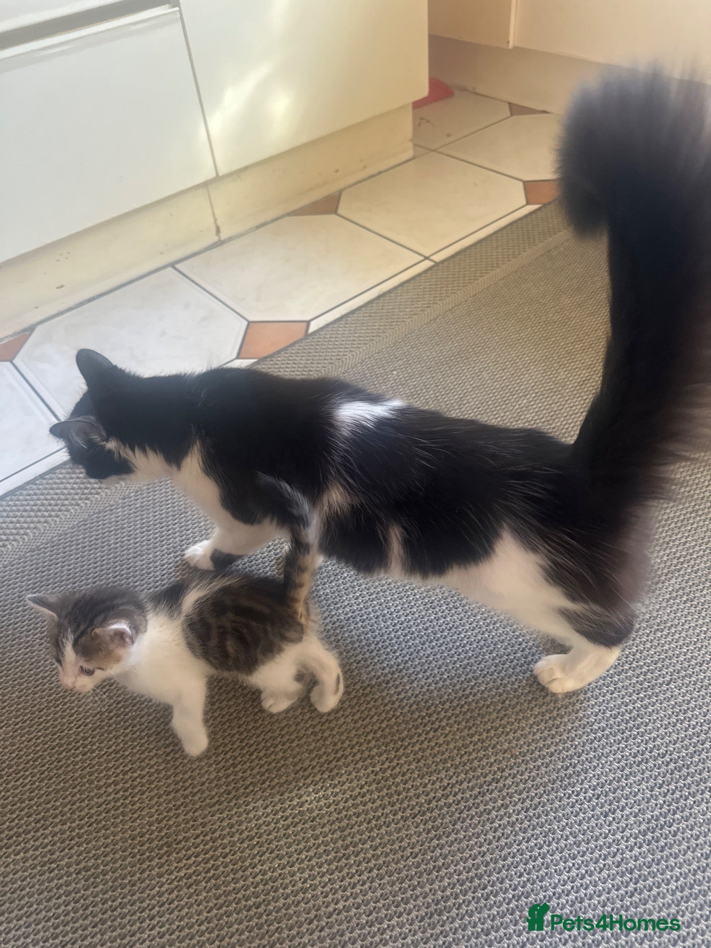 Domestic Shorthair cats 4 Beautiful Kittens - Advert 1