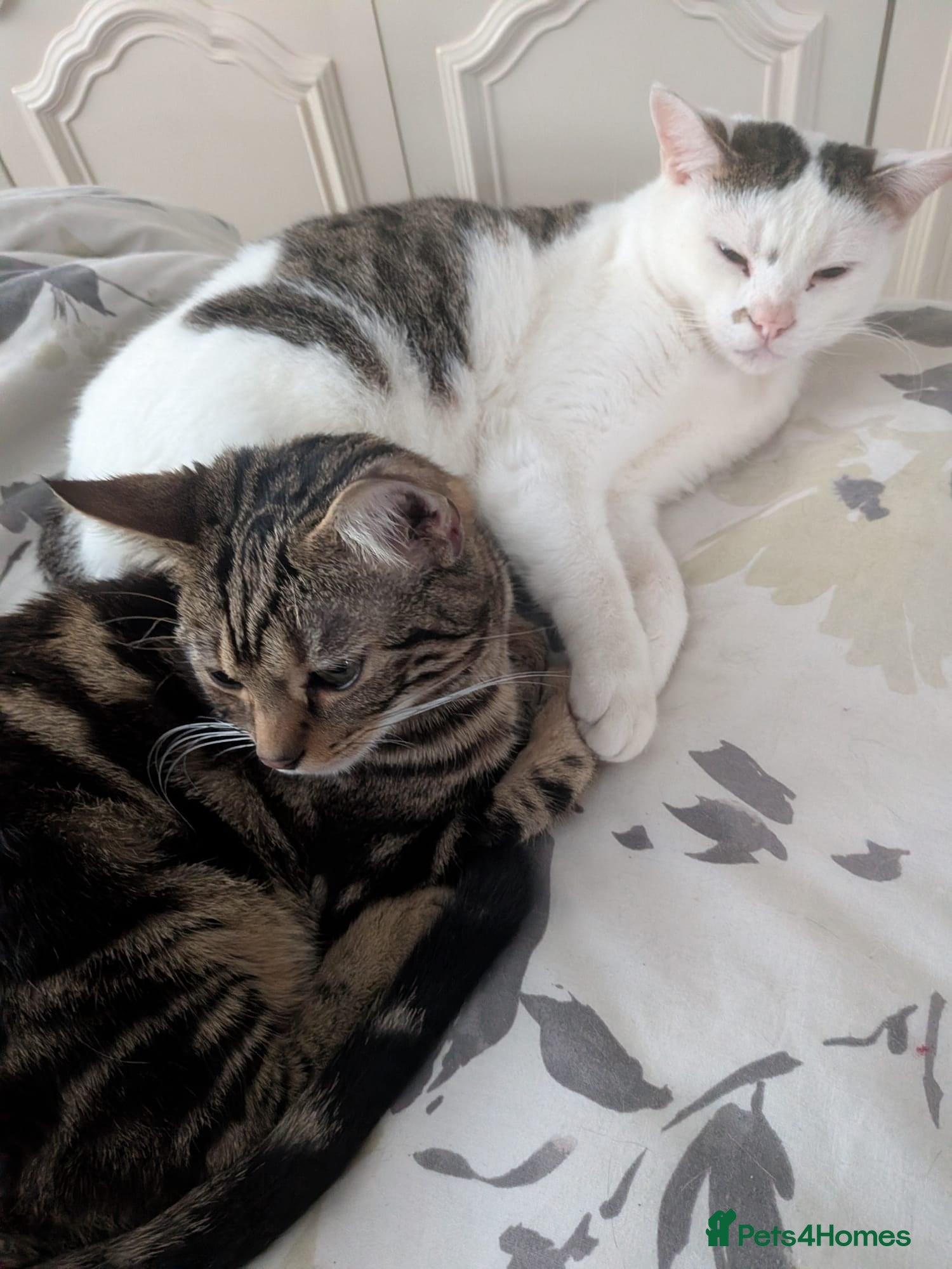 Bengal cats Bengal cross kitten, male 8 months - Advert 1