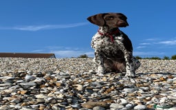 German Shorthaired Pointer dogs for sale: GSP Litter due 12th August  - Image 6