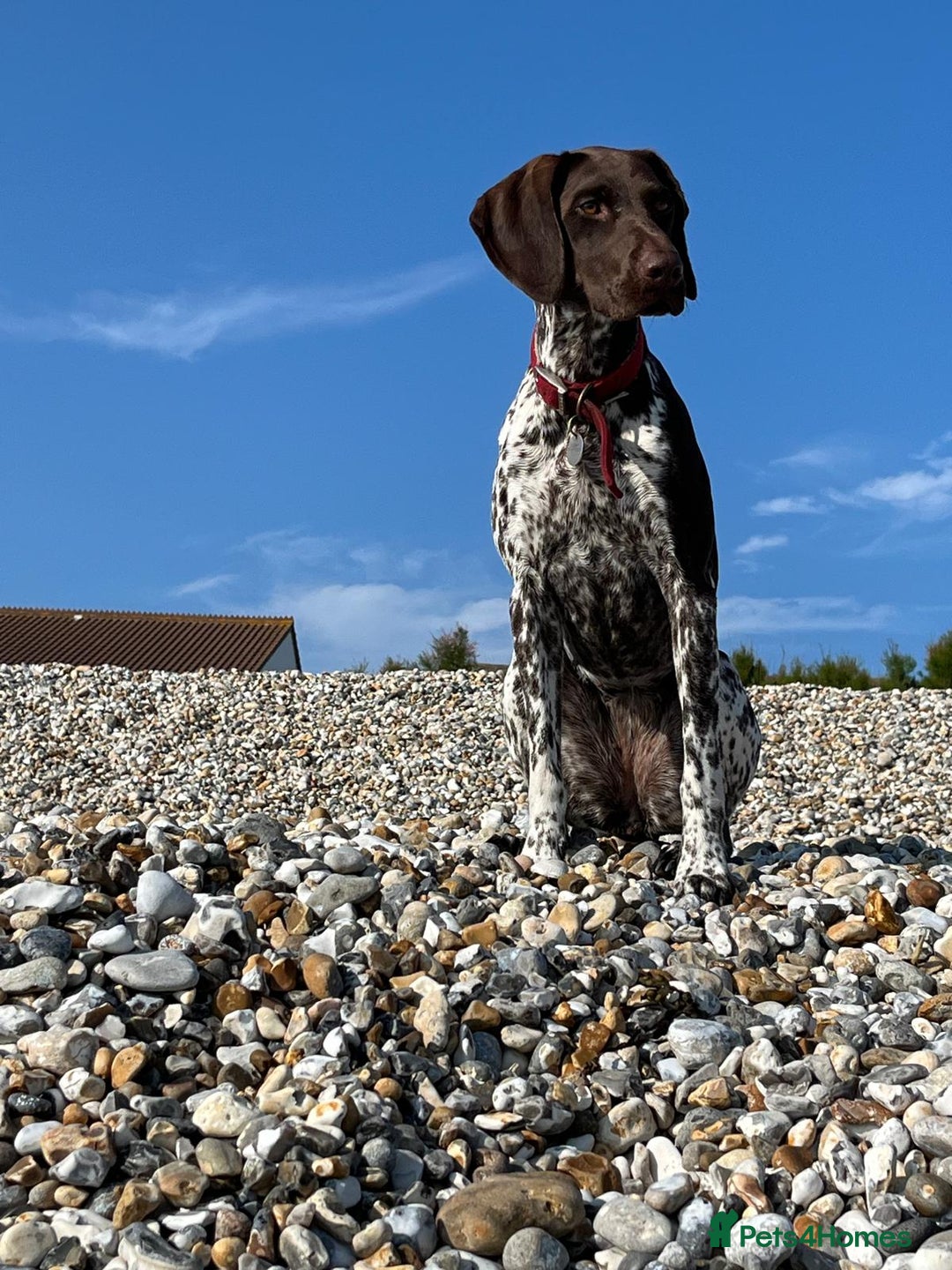 German Shorthaired Pointer dogs for sale: GSP Litter due 12th August  - Image 6