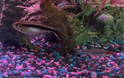 Other/Mixed Breed fish for sale: Fish tank and 3 fish for sale  - Image 3