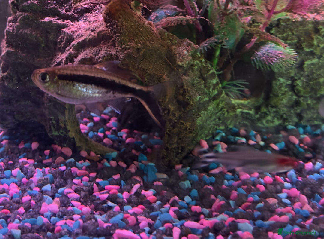 Other/Mixed Breed fish for sale: Fish tank and 3 fish for sale  - Image 3
