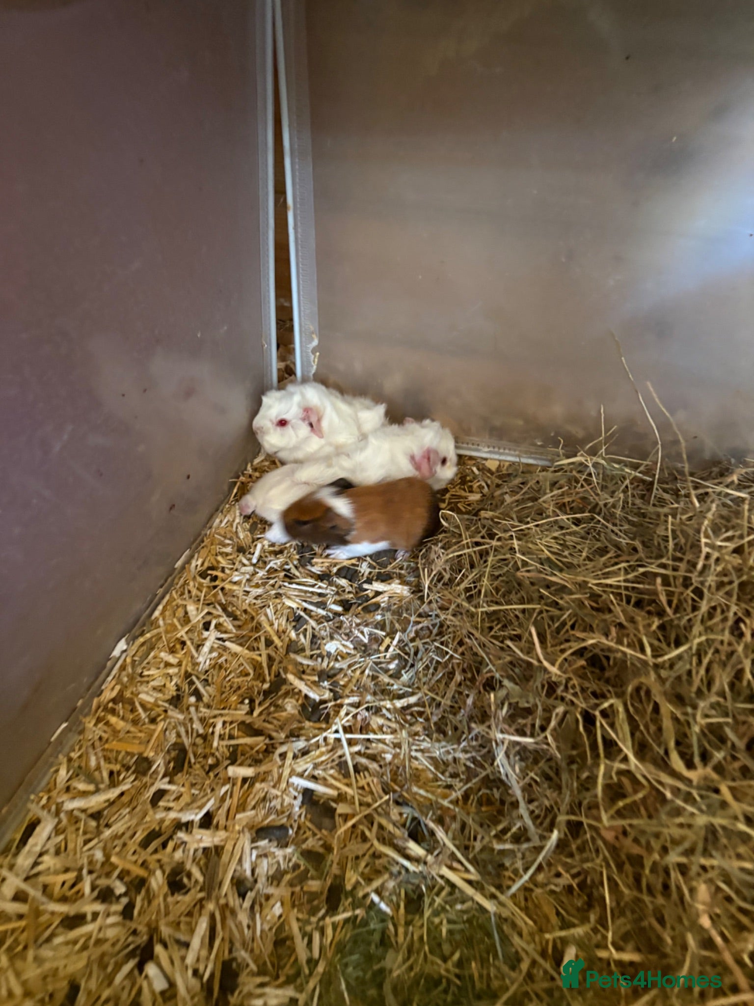 Guinea Pig rodents Girls and boys  - Advert 1