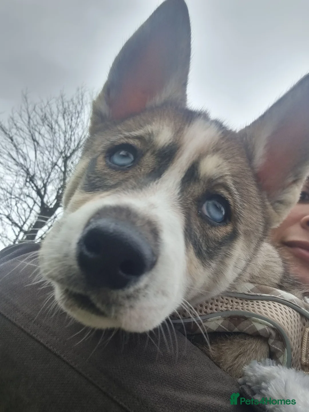 Siberian Husky dogs for sale: Rare Grey Agouti siberian husky  💖 fully insured - Advert 5