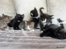 Mixed Breed cats - Advert 14