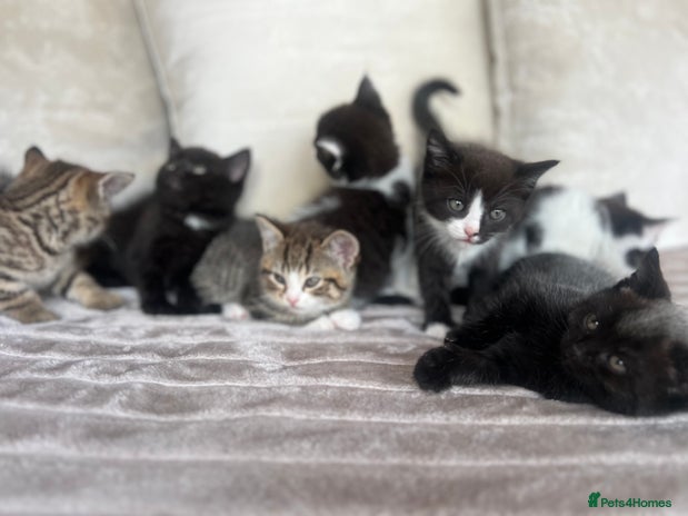 Mixed Breed cats - Advert 12