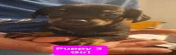 Chiweenie dogs for sale: 5 Chiweenies for Sale  - Advert 10