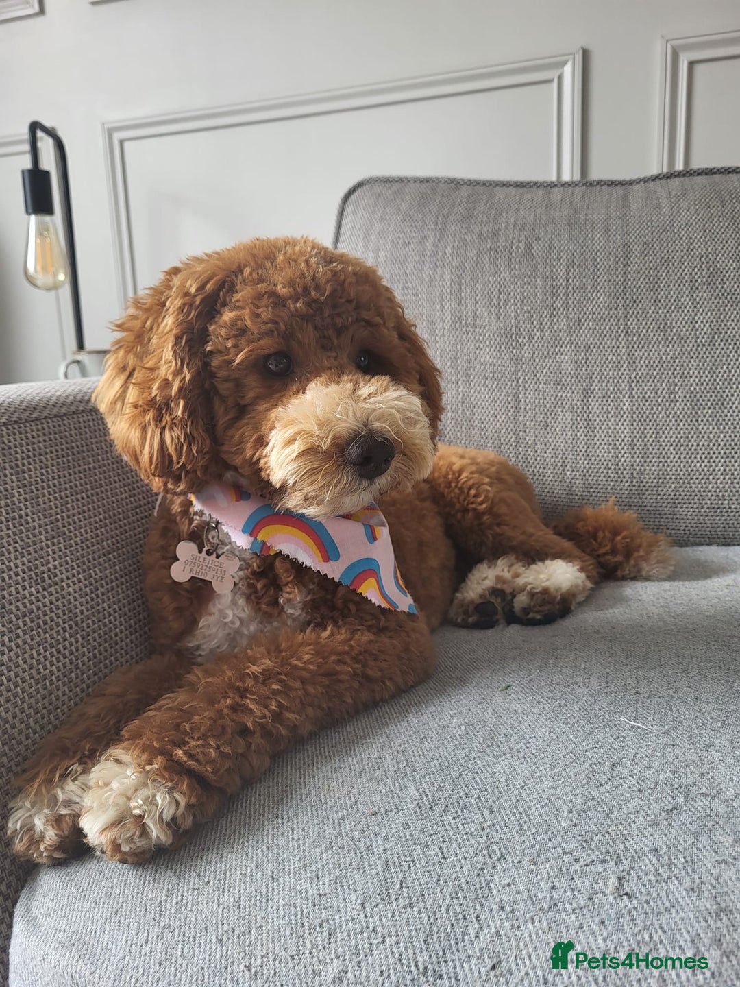 Cockapoo dogs for sale: Miniature Cockapoo Puppies – Due January 2026 - Advert 1