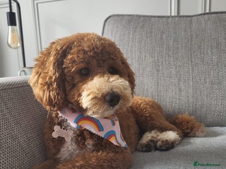 Cockapoo dogs Miniature Cockapoo Puppies – Due January 2026 - Advert 2