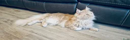 Maine Coon cats for stud: GCCF & Tica Registered Cream Smoke Maine Coon in Spalding - Advert 6
