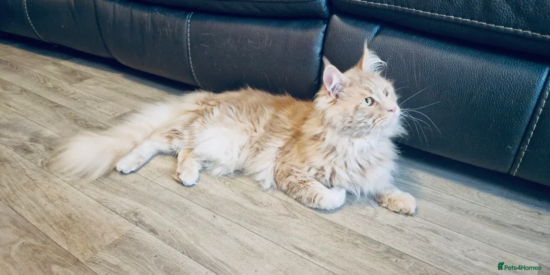 Maine Coon cats for stud: GCCF & Tica Registered Cream Smoke Maine Coon in Spalding - Advert 6