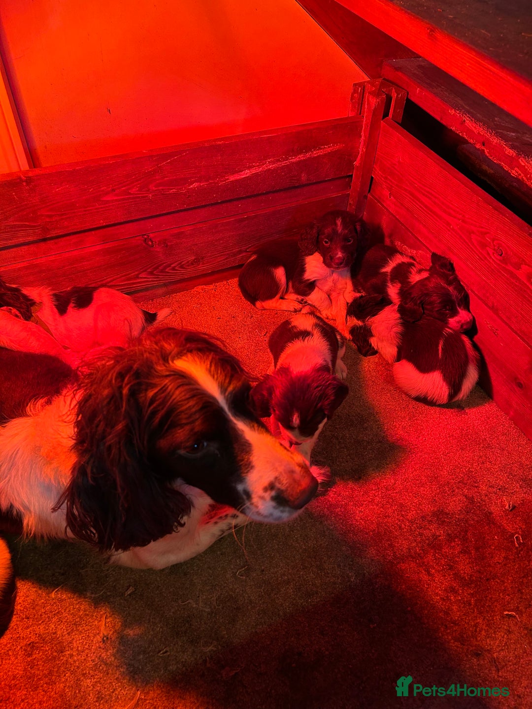 English Springer Spaniel dogs for sale: Springer spaniel pups - Advert 7