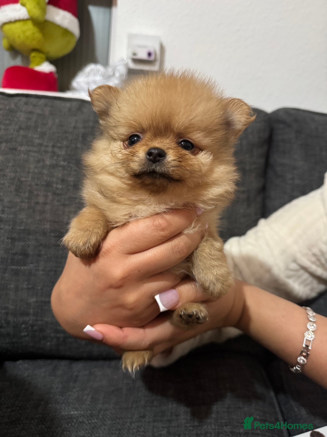 Pomchi dogs for sale: Pomeranian puppy’s  - Advert 18