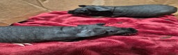 Guinea Pig rodents for sale: Pair of Female Skinny Pigs For Sale  - Advert 4