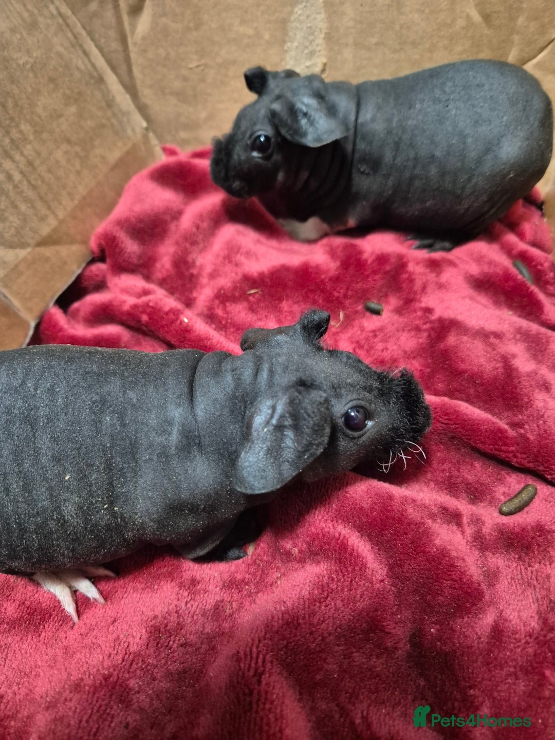 Guinea Pig rodents for sale: Pair of Female Skinny Pigs For Sale  - Advert 4