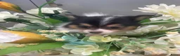 Pomchi dogs for sale: Mini chihuahua x Pomeranian  - Advert 14