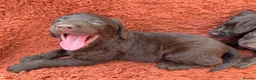Labradoodle dogs for sale: 🐾 Beautiful Dark Chocolate Labradoodle pups - Advert 11