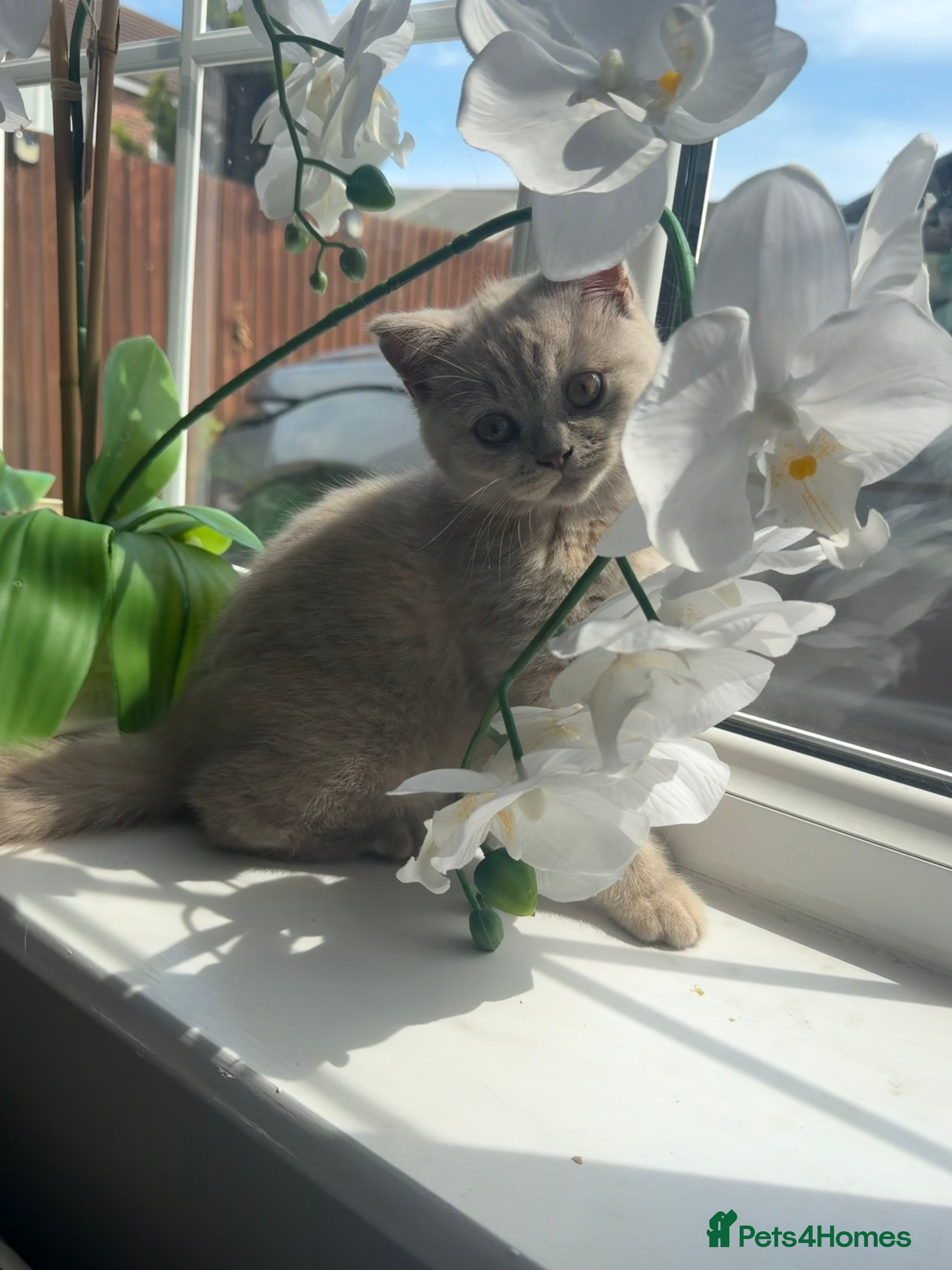 British Shorthair cats Beautiful lilac British short hair kittens - Advert 11