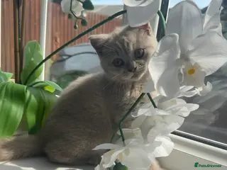 British Shorthair cats Beautiful lilac British short hair kittens - Advert 4