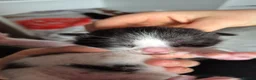 Mixed Breed cats for sale: Two male kittens  - Advert 9