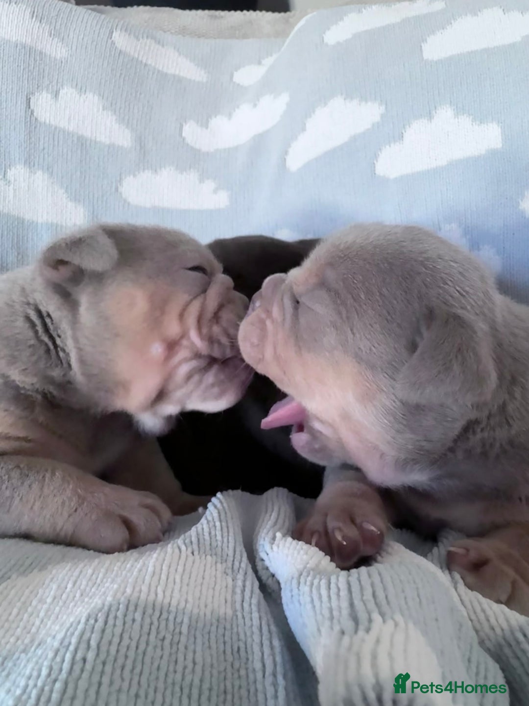 English Bulldog dogs for sale: Self Whelped Healthy English bulldog Babies❤️🤍 - Image 5
