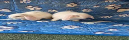 Mini Lop rabbits for sale: Stunning baby mini lops  - Advert 4