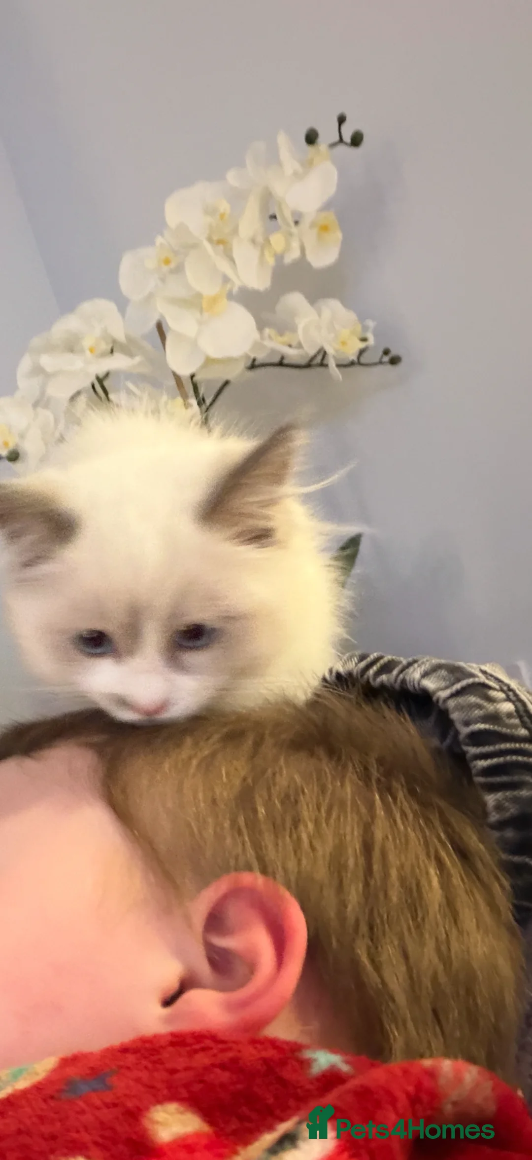 Ragdoll cats for sale: Beautiful ragdoll in Abingdon - Advert 2