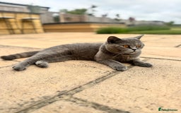 British Shorthair cats for sale: PEDIGREE BRITISH SHORTHAIR KITTENS COLOURPOINT - Image 22