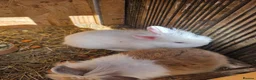 Mixed Breed rabbits for sale: Bunnies in Boldon Colliery - Advert 19