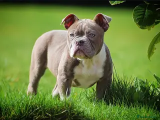 Olde English Bulldogge dogs 23 years experience 5⭐️Rated licensed - Advert 12