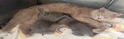 British Shorthair cats for sale: British shorthair kittens  - Advert 2