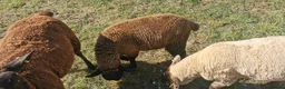 Sheep livestock for sale: Ram lamb in Bridgwater - Advert 4