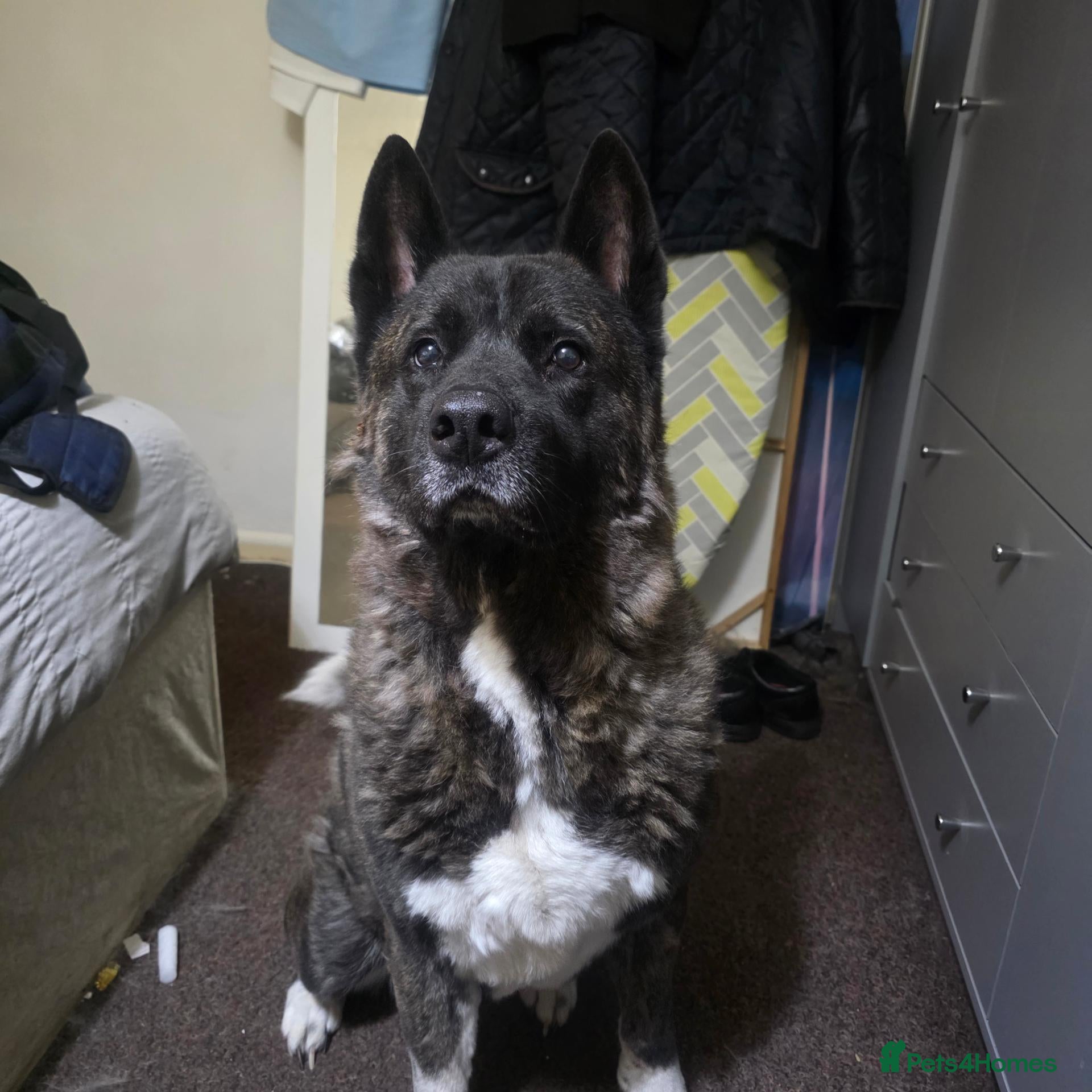 Akita dogs for sale: Free to a good home - Advert 2
