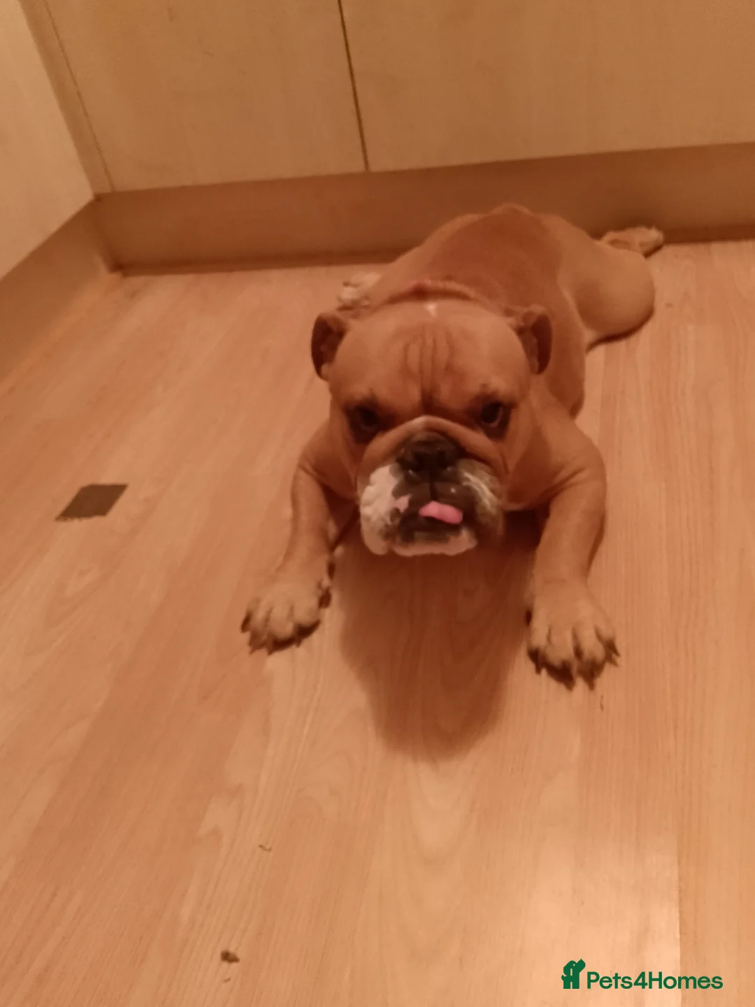 English Bulldog dogs for sale: Miniature English Bulldog  - Advert 3