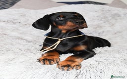 Dobermann dogs for sale: International Champion Pedigree -Cezarblue Kennel - Image 25