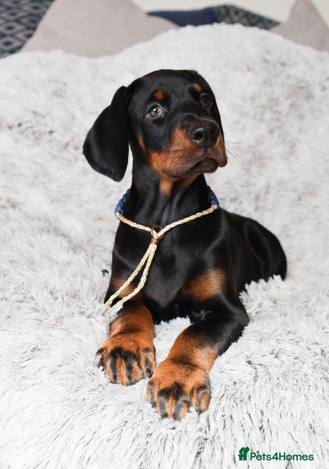 Dobermann dogs for sale: International Champion Pedigree -Cezarblue Kennel - Image 25