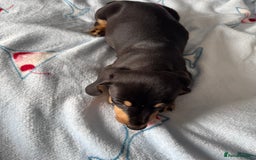 Dachshund dogs for sale: dachshund puppies - Image 1