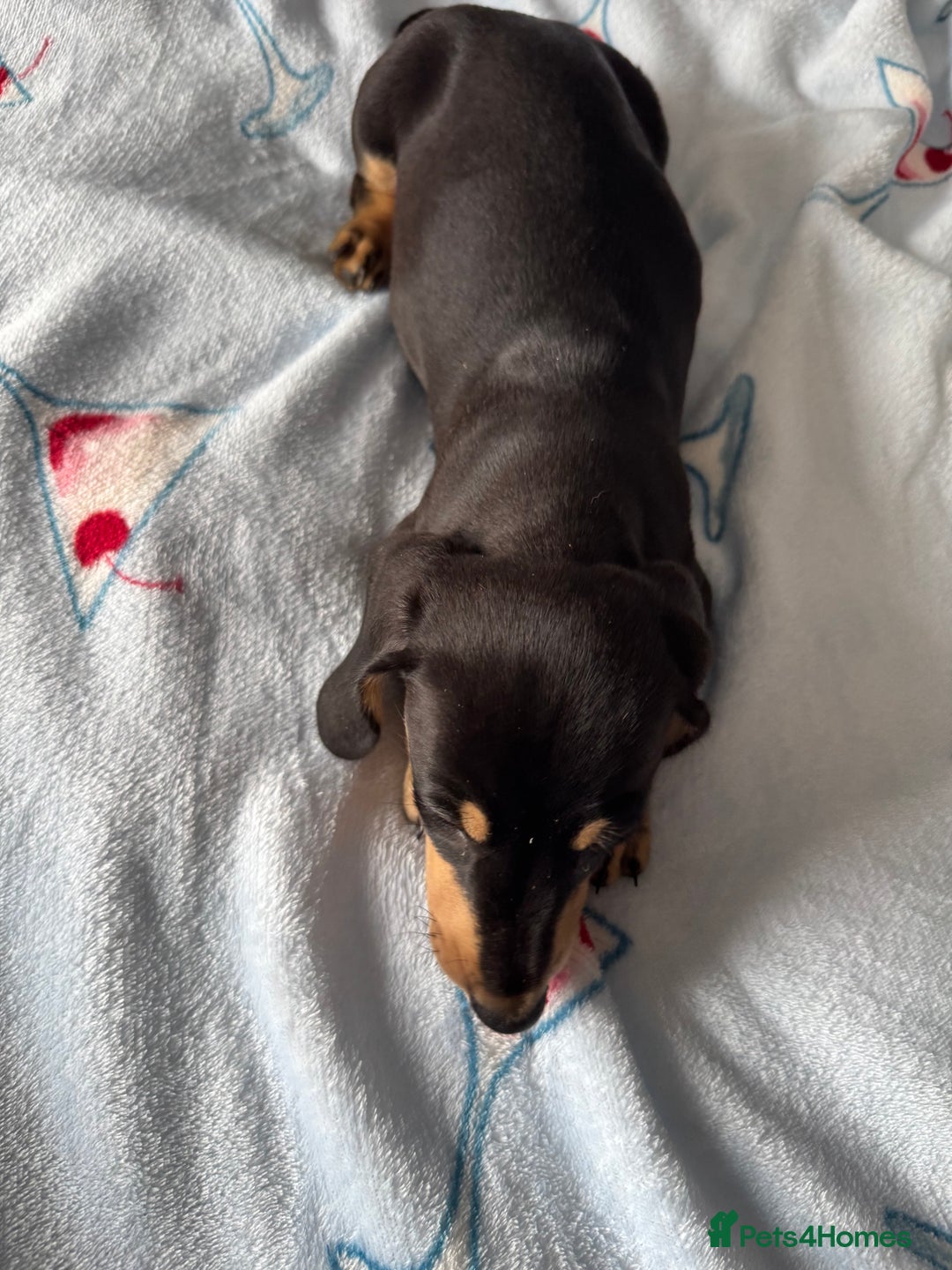 Dachshund dogs for sale: dachshund puppies - Image 1