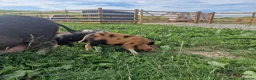 Pig livestock for sale: Super cute micro/mini and juliana pigs - Advert 6