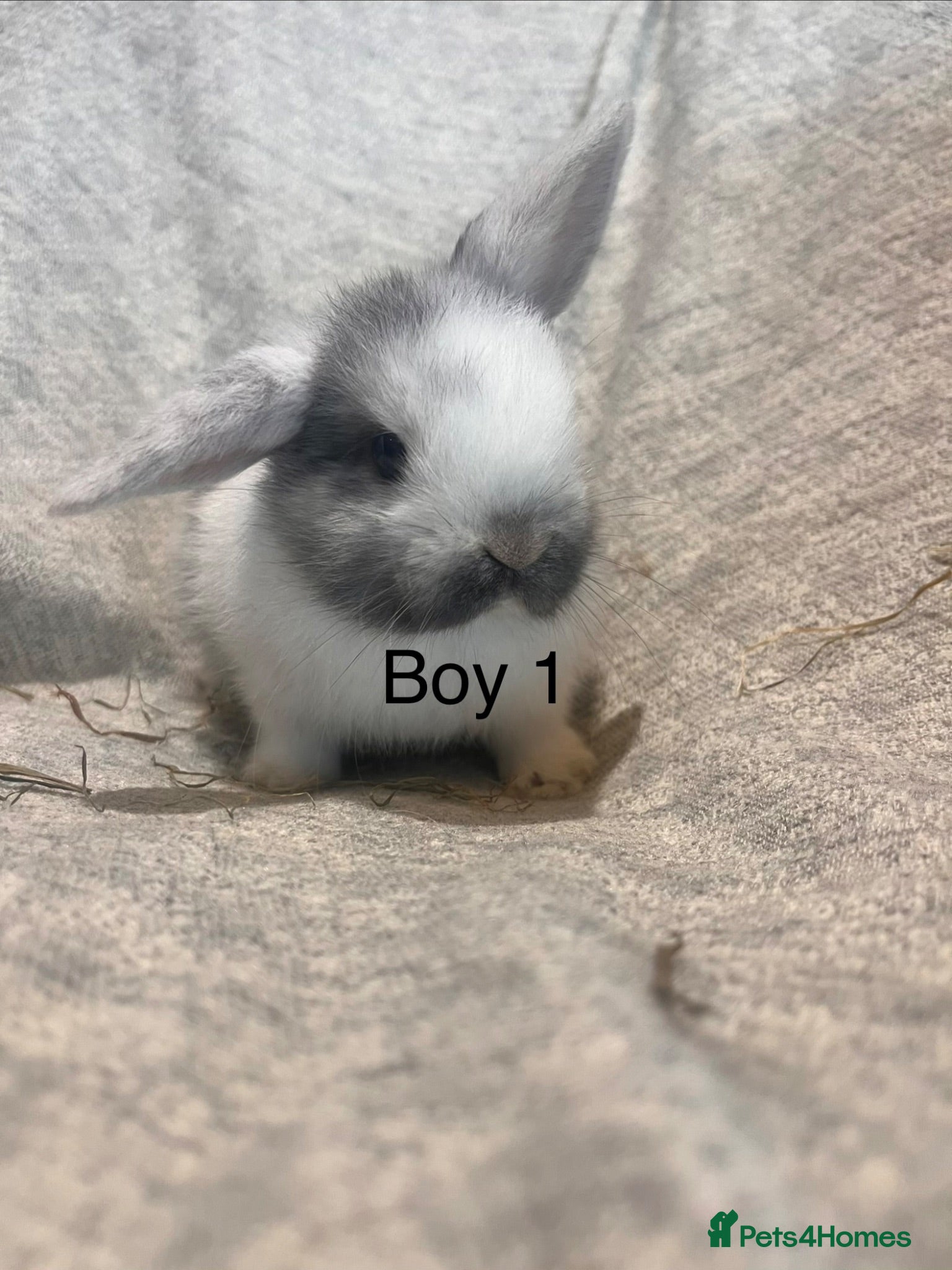 Mini Lop rabbits Mini lop baby rabbits  - Advert 2