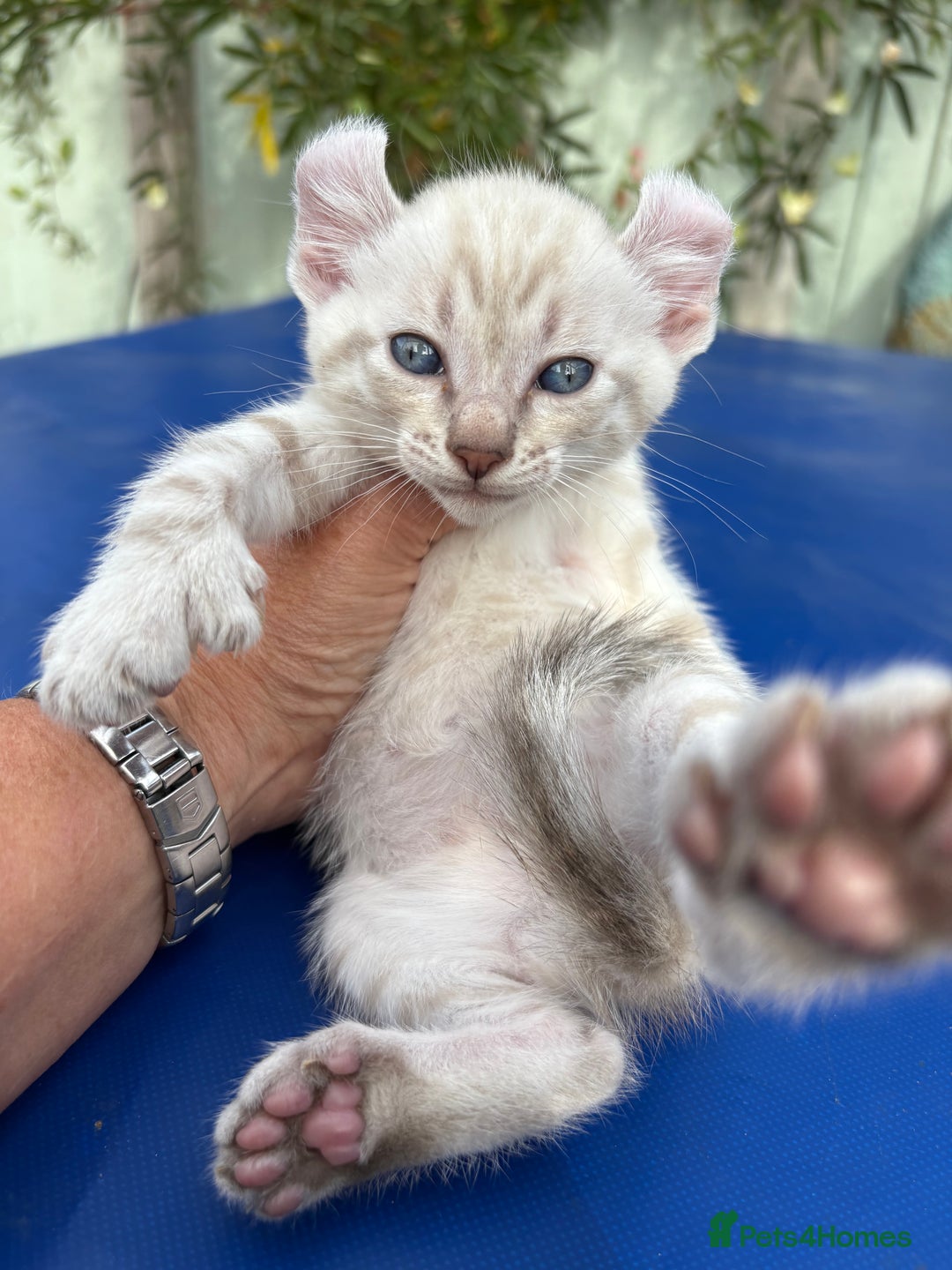 Keetso cats for sale: Gob smacking curled eared polydactyl male  - Image 9