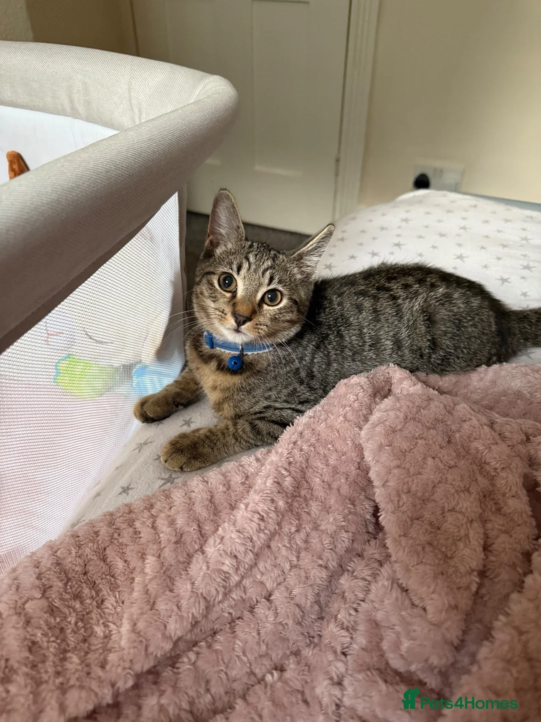 Mixed Breed cats for sale: 2 beautiful tabby white grey kittens available  in Chatham - Advert 1