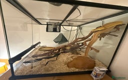 Rat Snake reptiles for sale: Yellow/ Eastern Rat Snake - Image 5