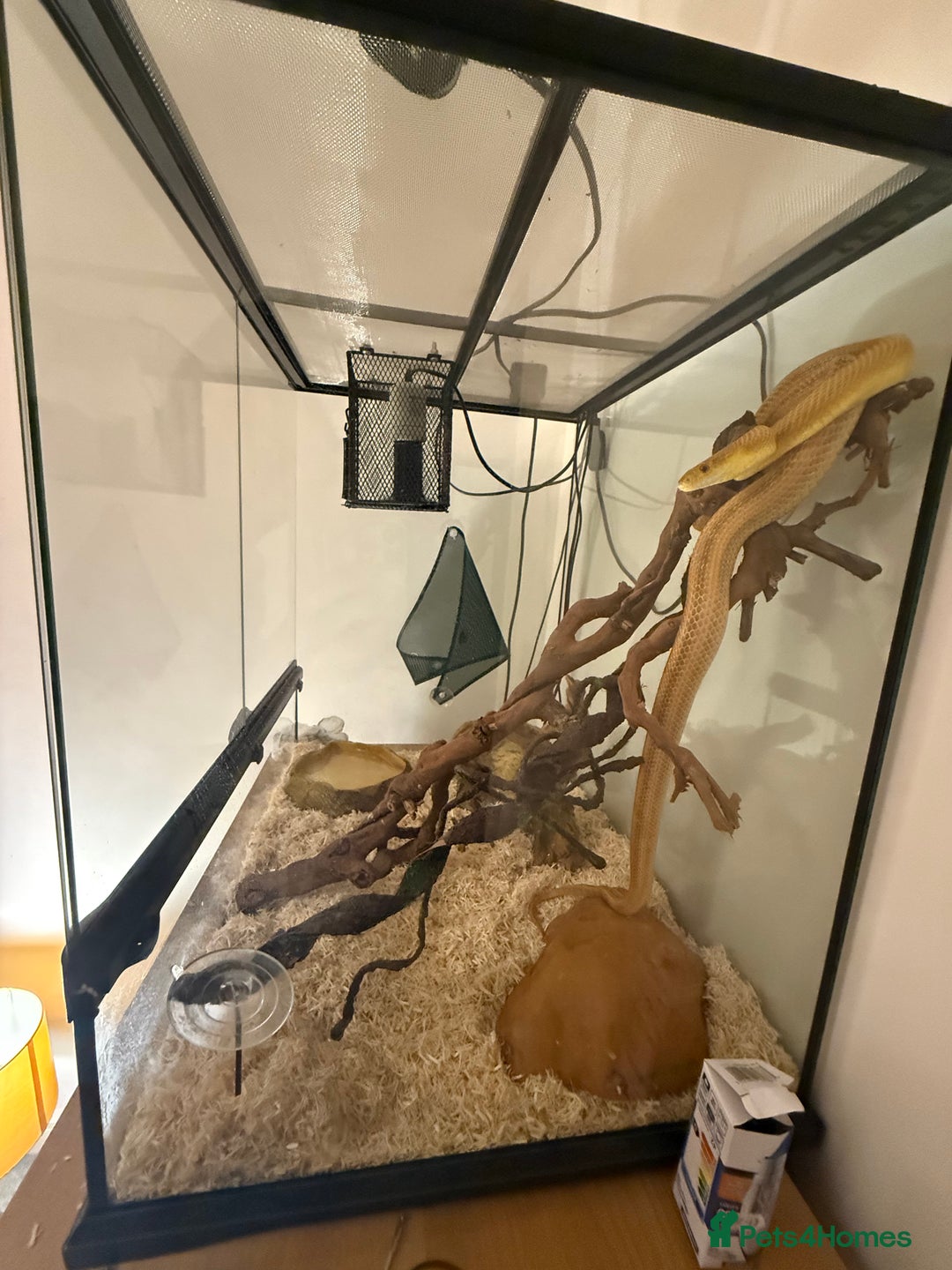 Rat Snake reptiles for sale: Yellow/ Eastern Rat Snake - Image 5